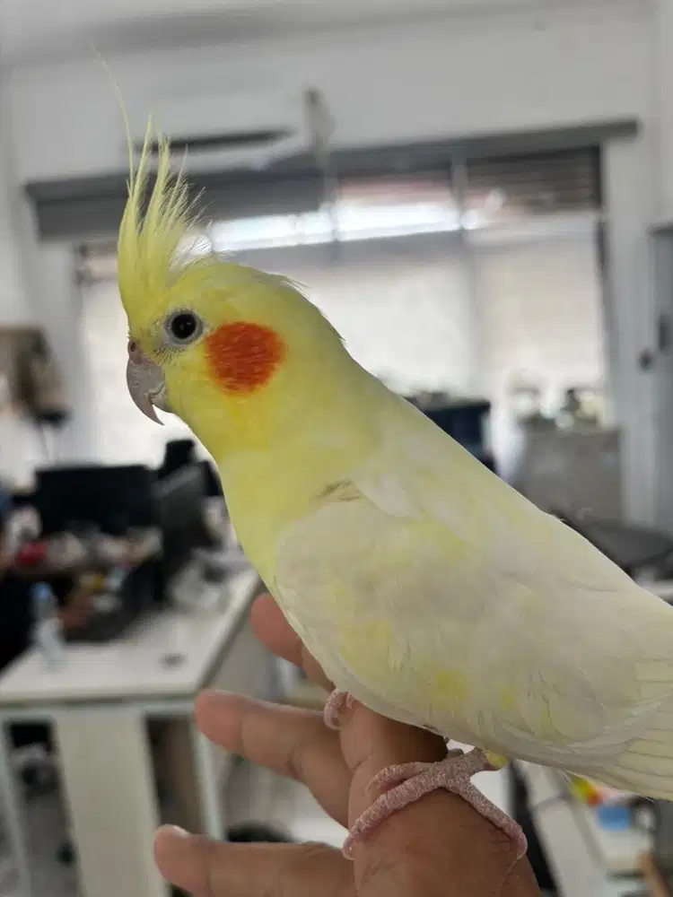 Falk Lutino Jantan MH