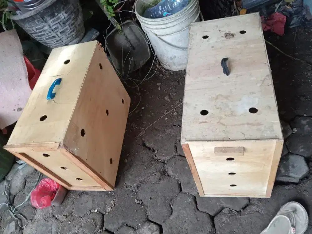 Box untuk kirim ayam ukuran besar