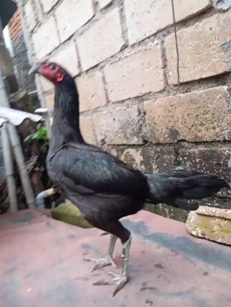 Ayam bangkok lokal birma betina biang