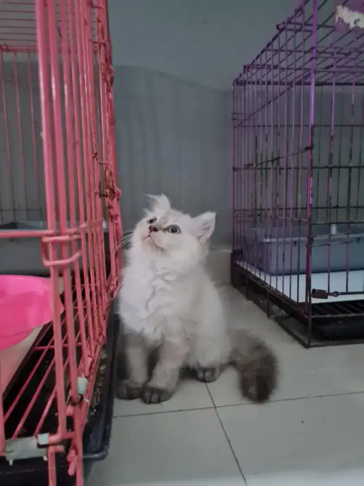Kucing Persia Betina