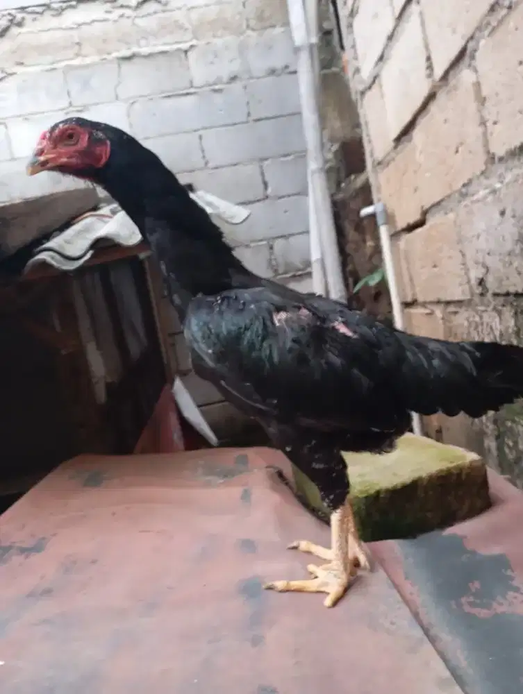 Ayam bangkok lokal betina biang