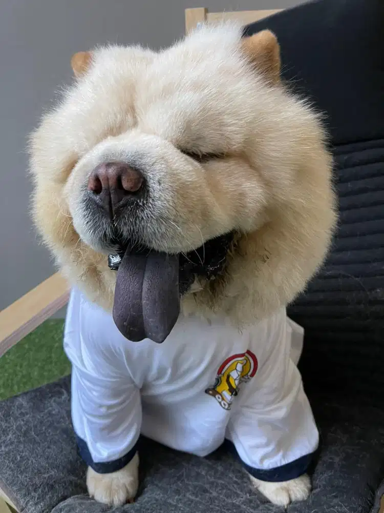 PENGURUS RUMAH DAN ANJING