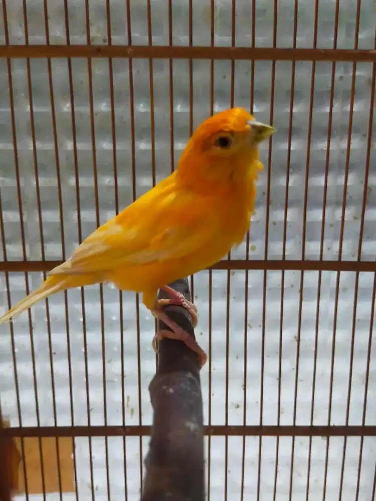 Burung kenari gacor door