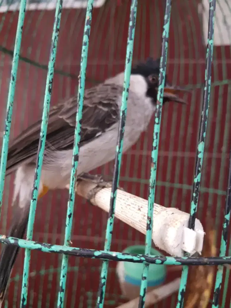 kutilang jambul jinak bunyi