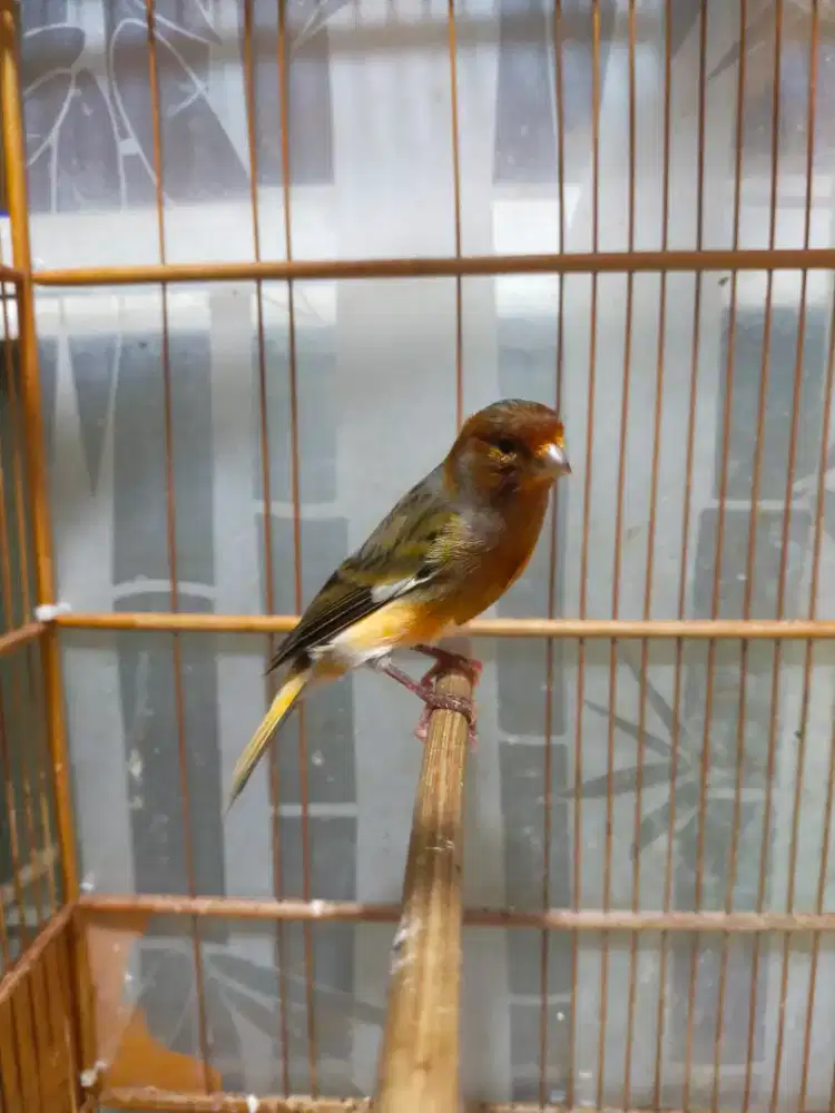 Burung kenari gacor door