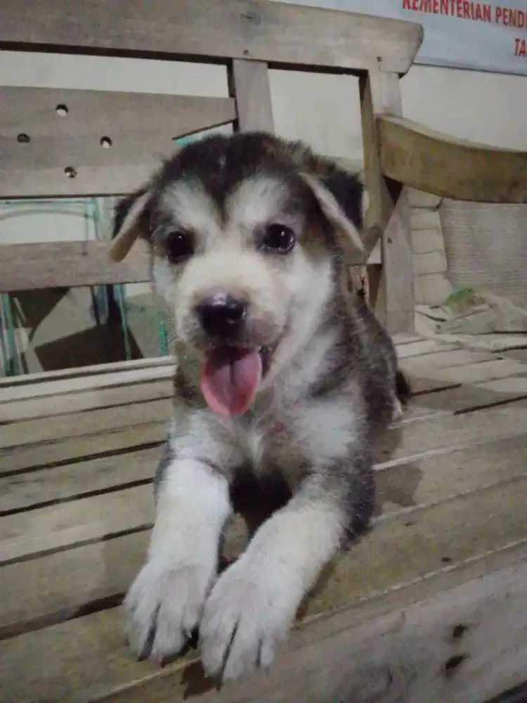 puppies siberian husky