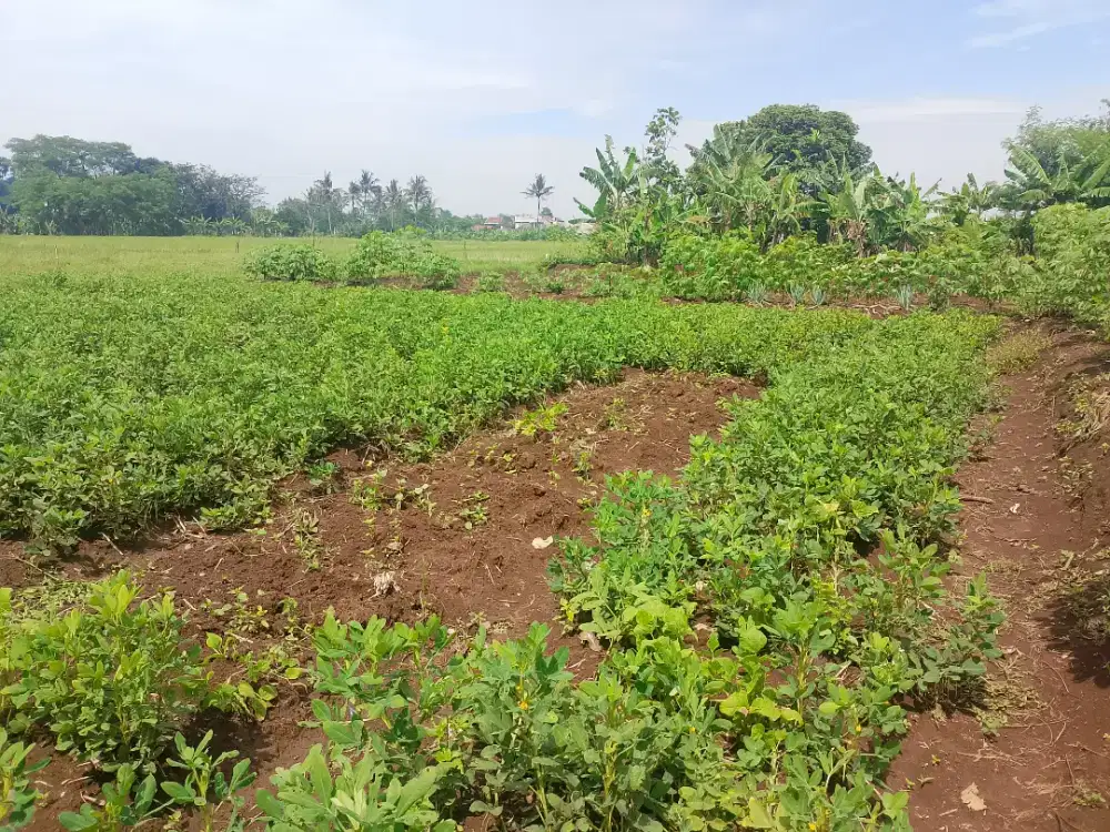 Kebun atau sawah