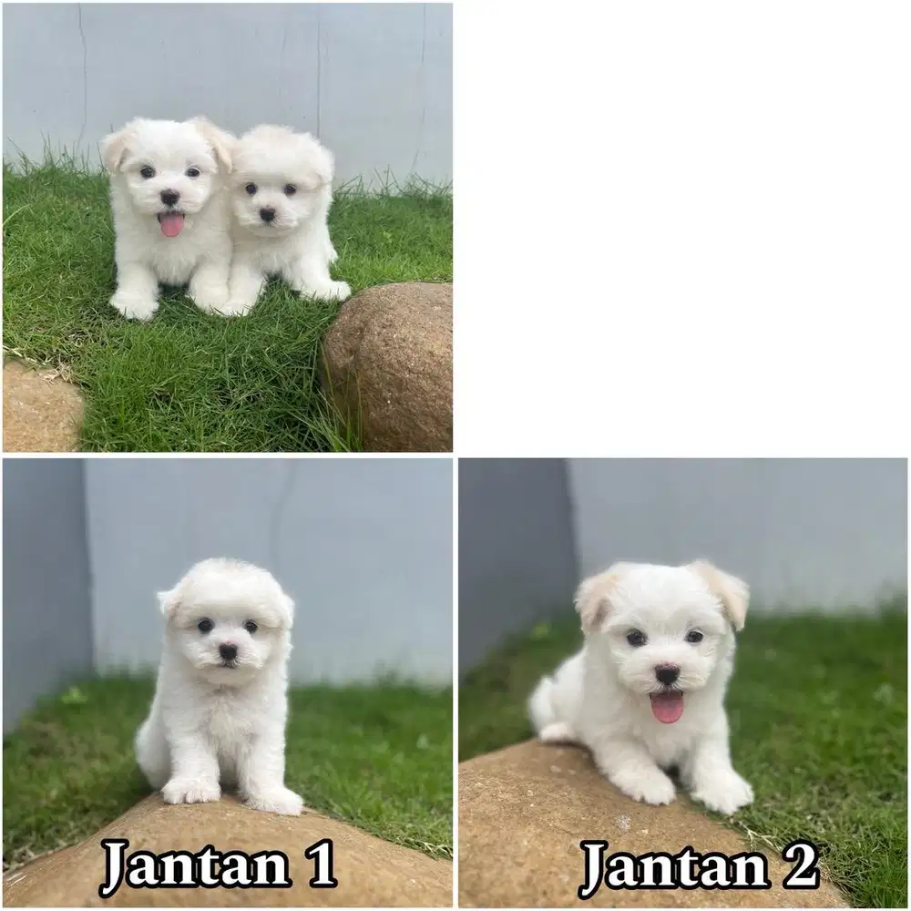Maltese puppy jantan non stambum