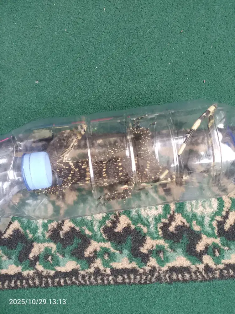 anak biawak semi jinak