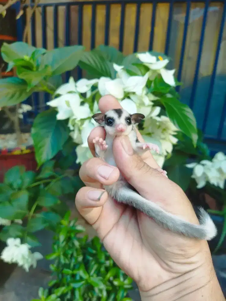 Sugar Glider mozaic ringtel jantan