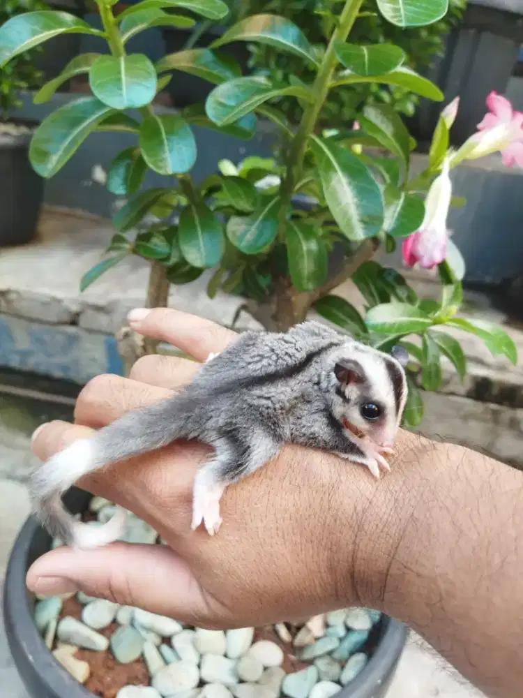 Sugar Glider Mozaic jantan