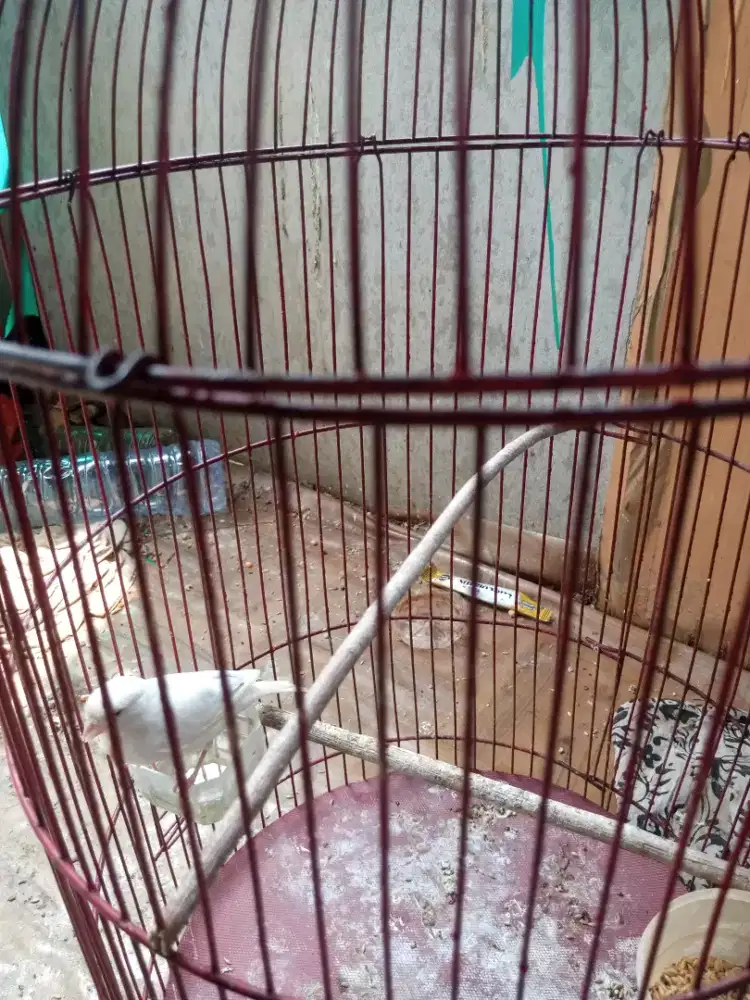 Kenari AF pocong split panda