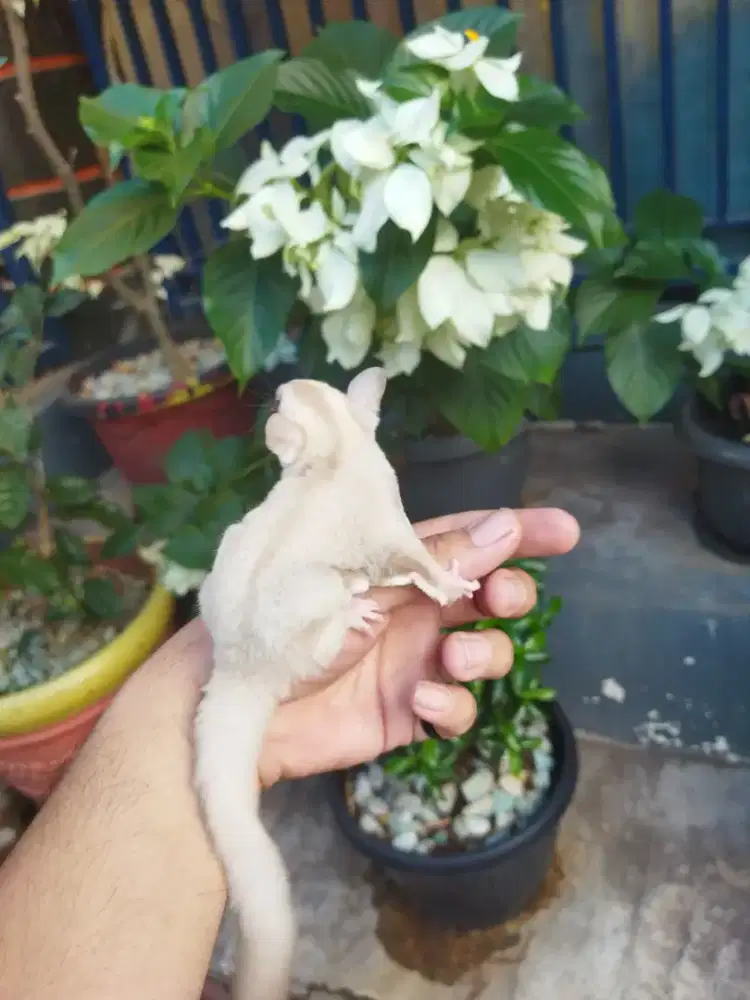 Sugar Glider creamino jantan