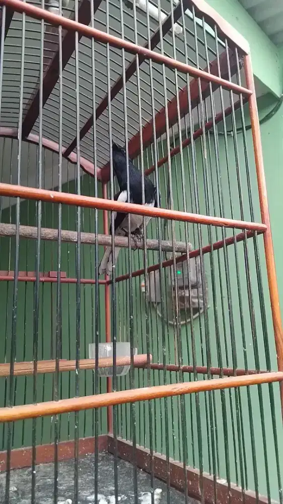 Kacer gacor dor bocor