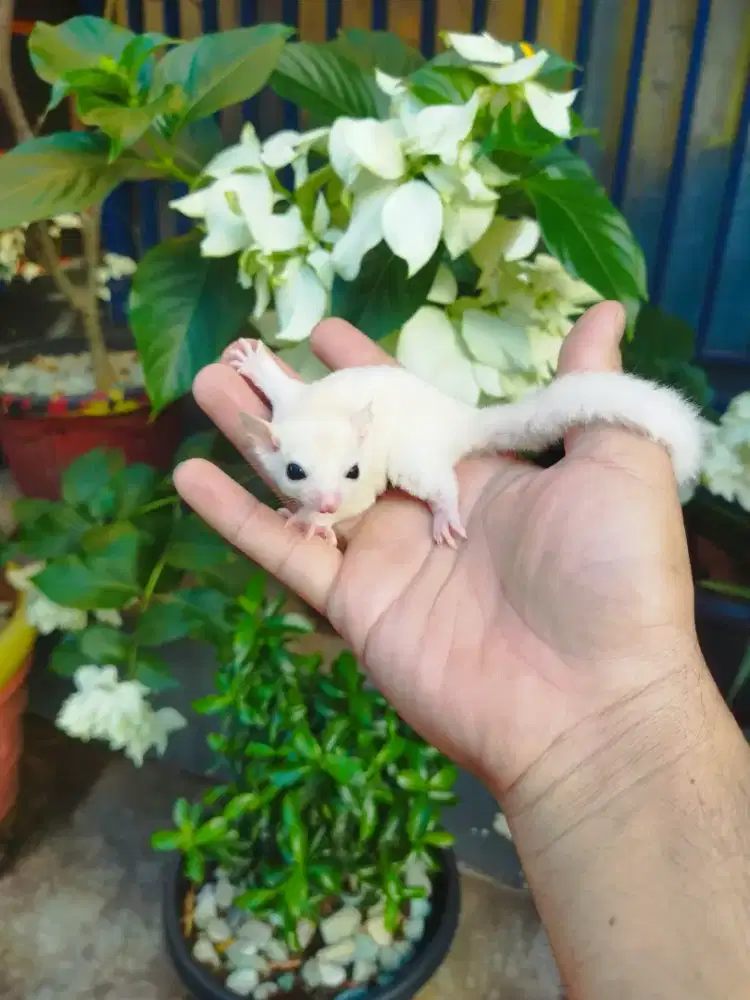 Sugar Glider leucistic jantan