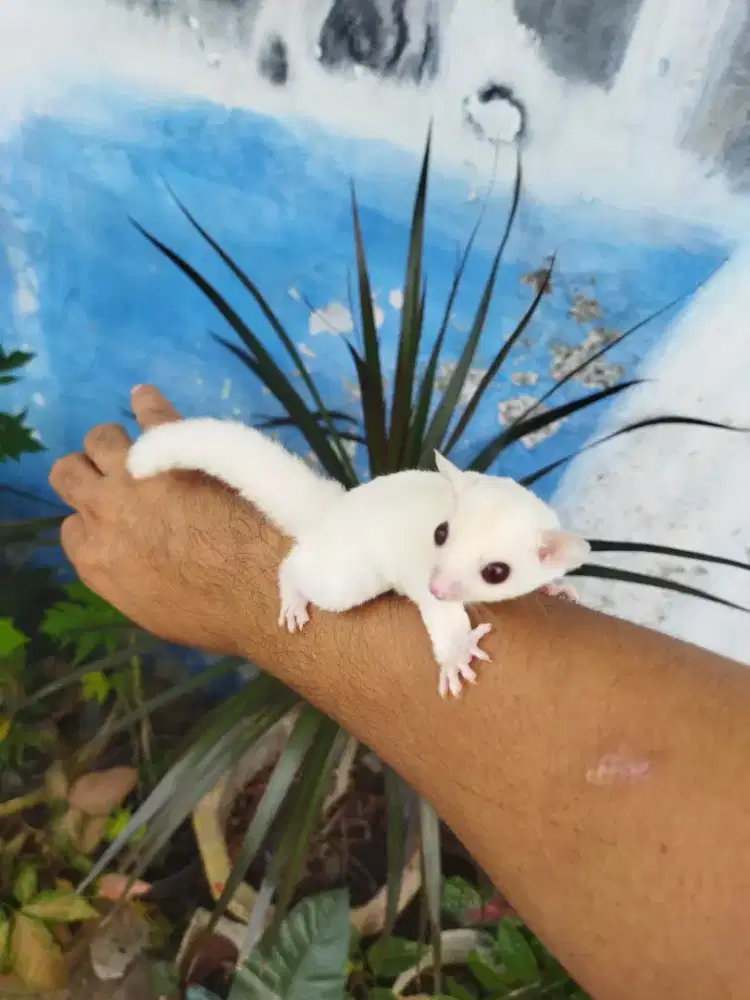 Sugar Glider ruby leu betina