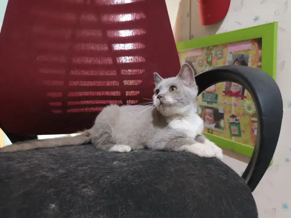 Bsh lilac bico jantan 3 bln