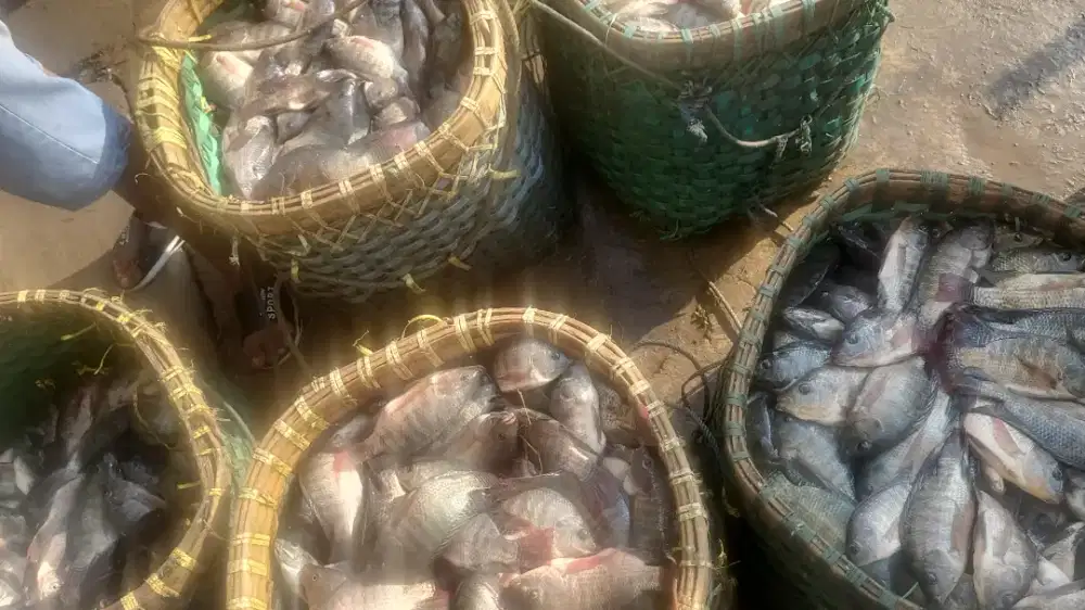 Ikan Nila mujaer lngsng tambak