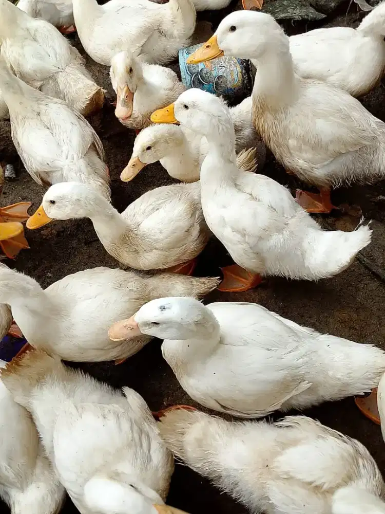 Bebek pedaging hibrida