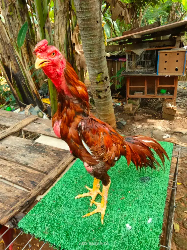 Ayam bangkok Ukuran 4 yg minat buat Adu apa Pacek bisa