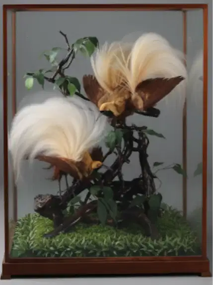 Pajangan 2 burung Cendrawasi (asli) dgn bingkai kaca