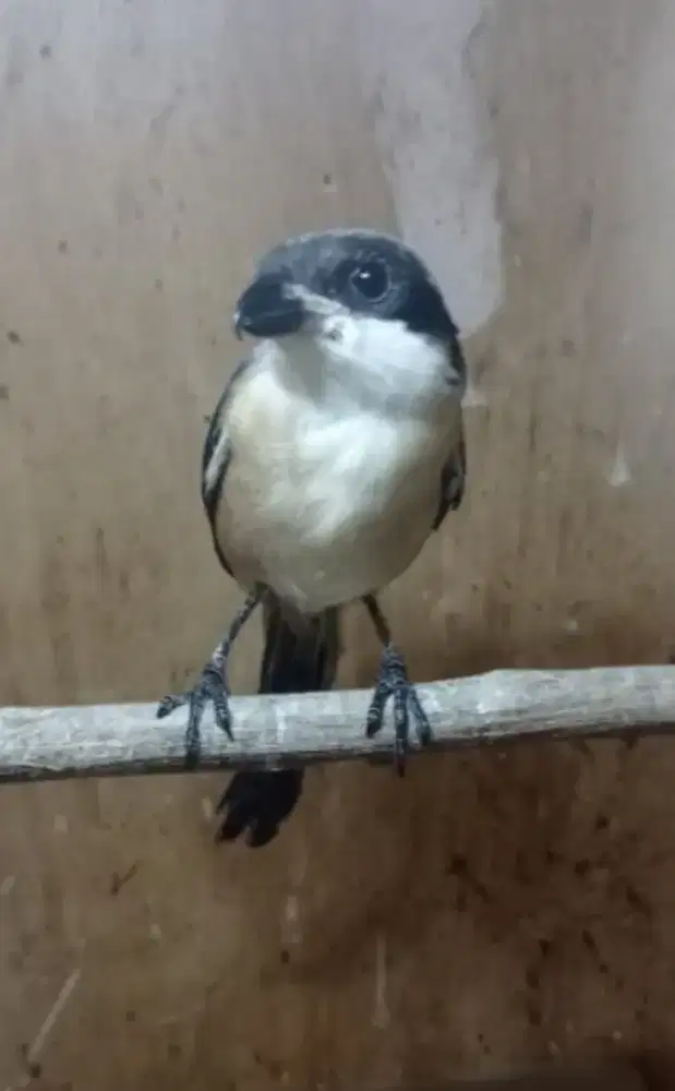 Toed ori Jatim Sembur