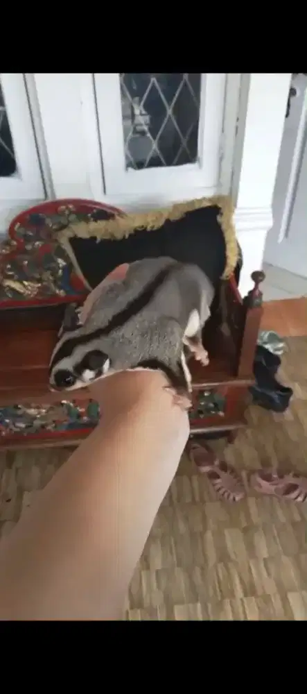 SG betina umur 5blan