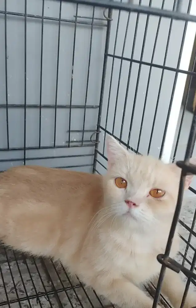 Kucing Betina Munchkin Non Standart Short Hair