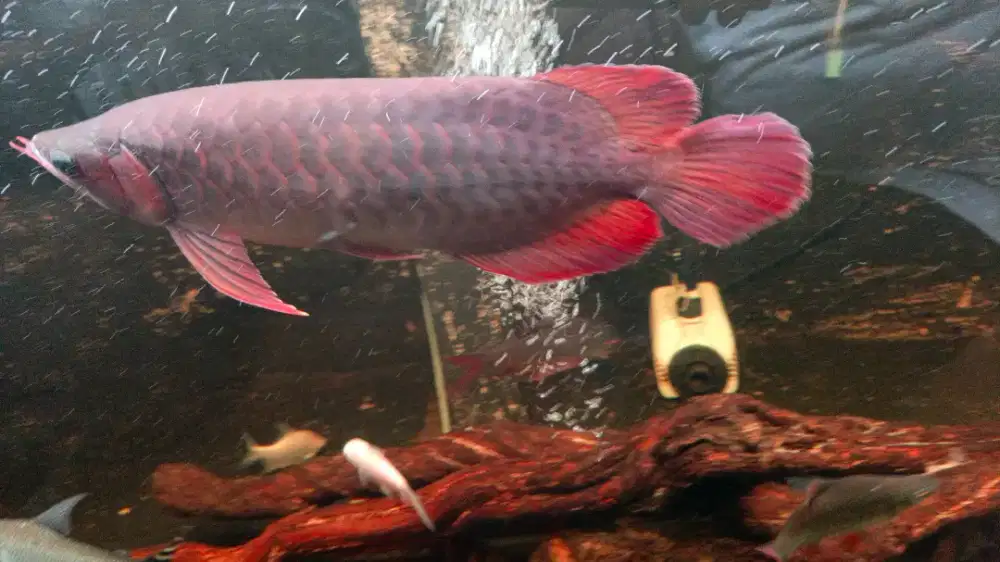 Arwana Super red 30up