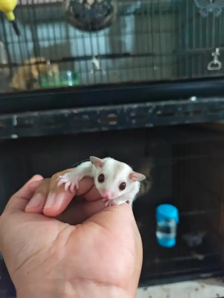 Sg sugar glider creamino (BETINA)