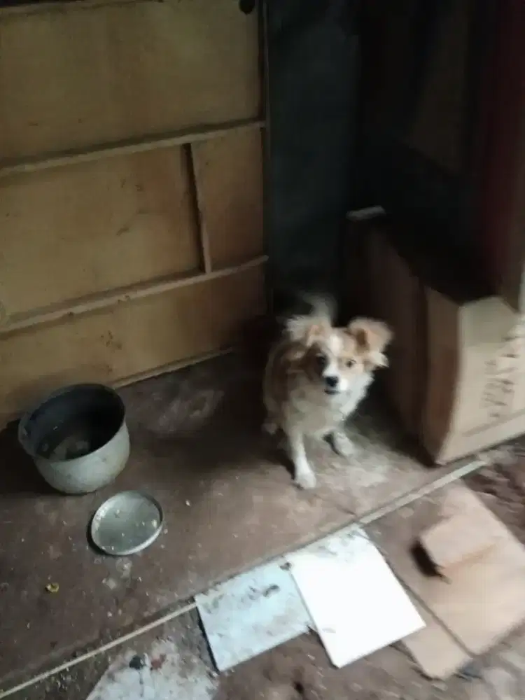 Pindah Adopsi Anjing Ras Mix