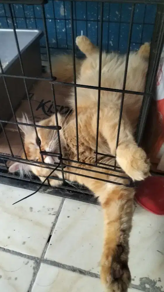 Kucing anggora campuran