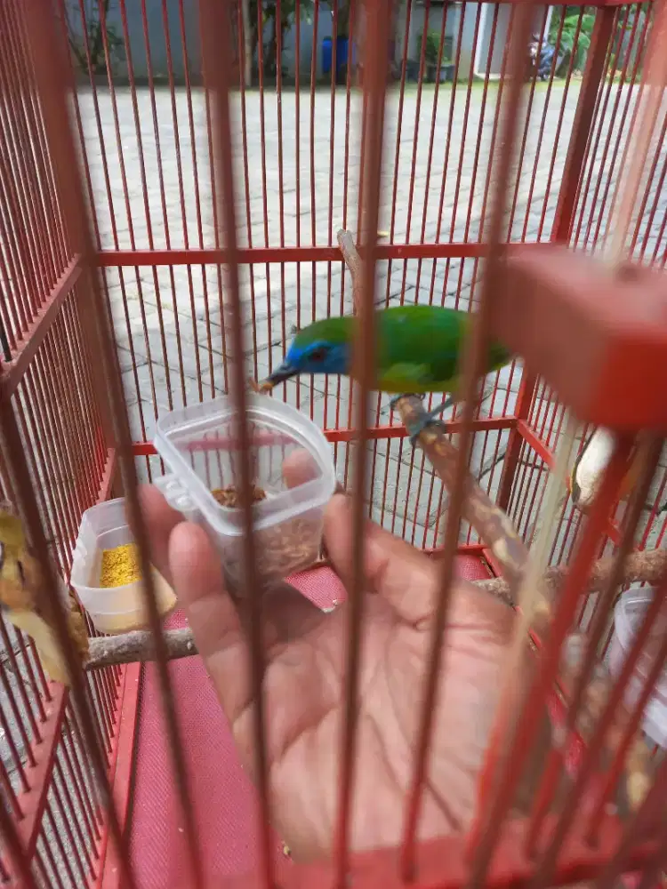 Lagi BU Jual saja KINOI betina, Cocok buat Masteran, jinak dan bunyi