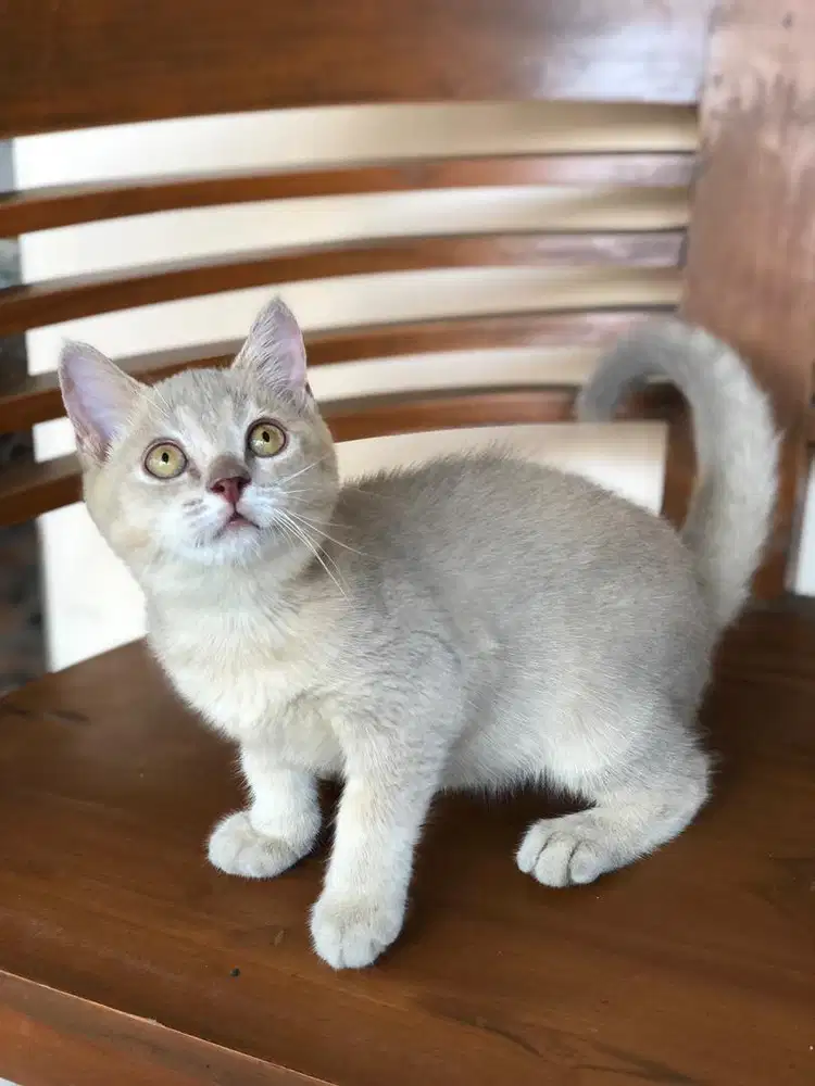 BSH Lilac Jantan