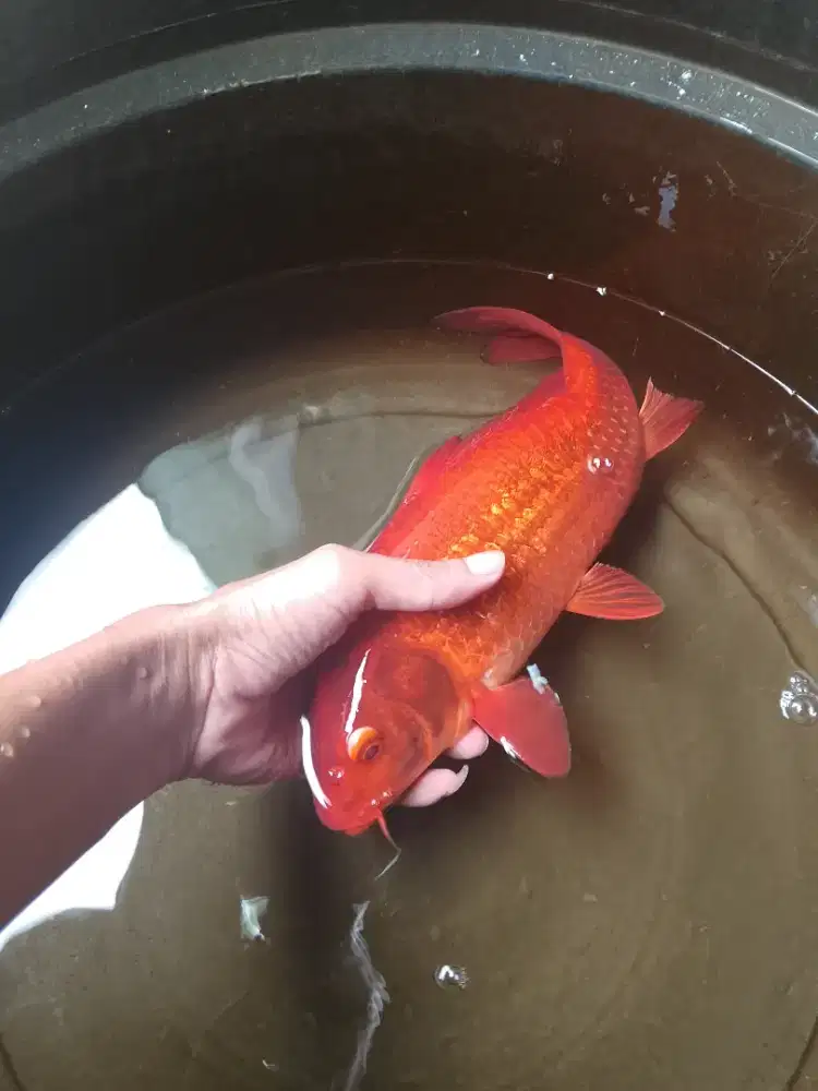 koi chagoi tembaga pejinak kolam