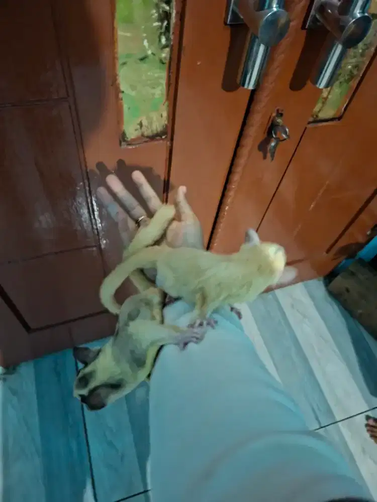 Sugar glider leucistic jantan