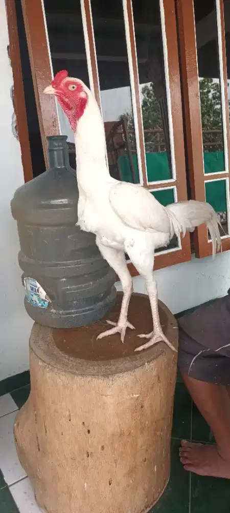 Ayam putih mulus