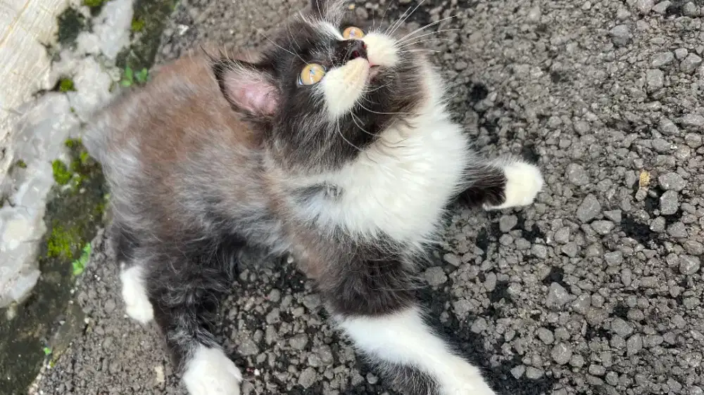 Kucing persia kitten