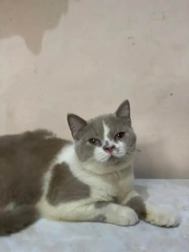 Britishshorthair , BSH , British Shorthair , British sorthair