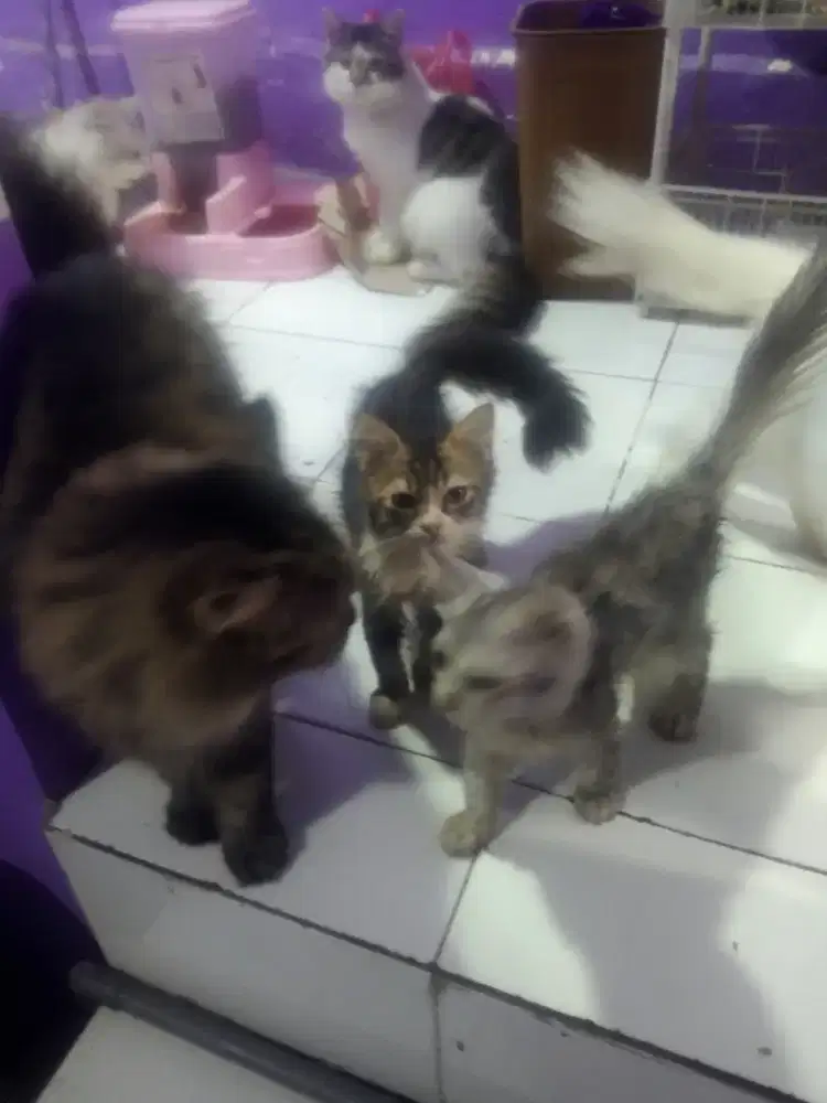 Kucing persia 3 bulan