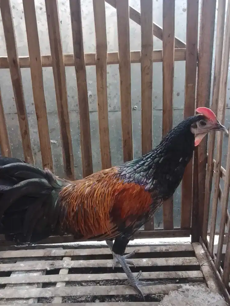 Ayam Bekisar muda tampilan mewah