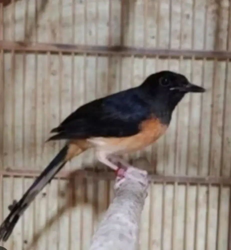 Di jual murmer Borongan manuk