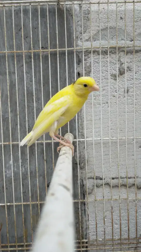 Burung kenari F1sf anak/paud jantan