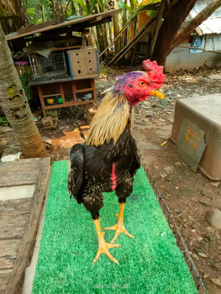 Amunsi win minggu kmaren,Ukuran 4