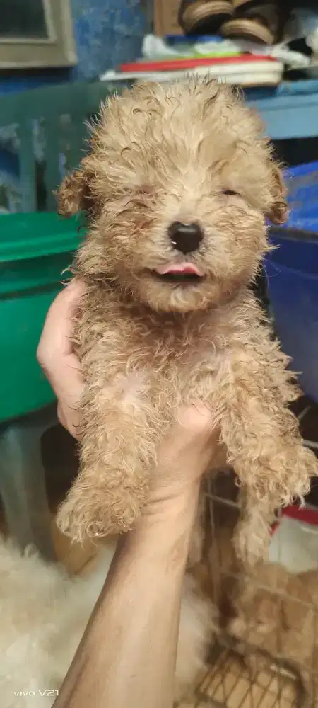 Jual Poodle Lucu Gemoy