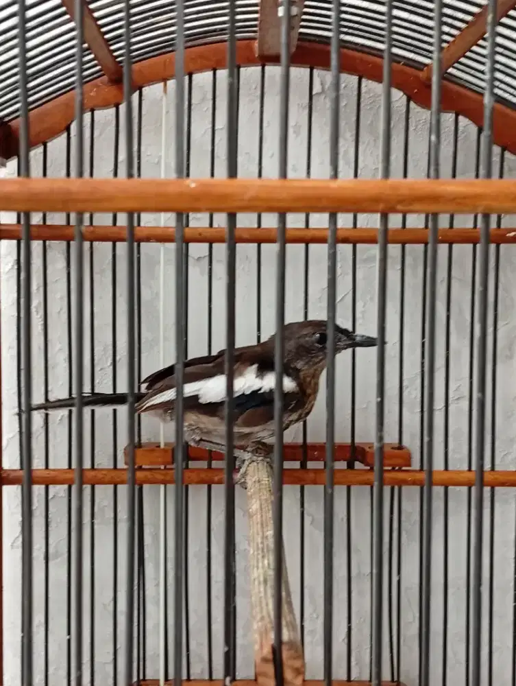 Kacer Daput Trotol Jantan