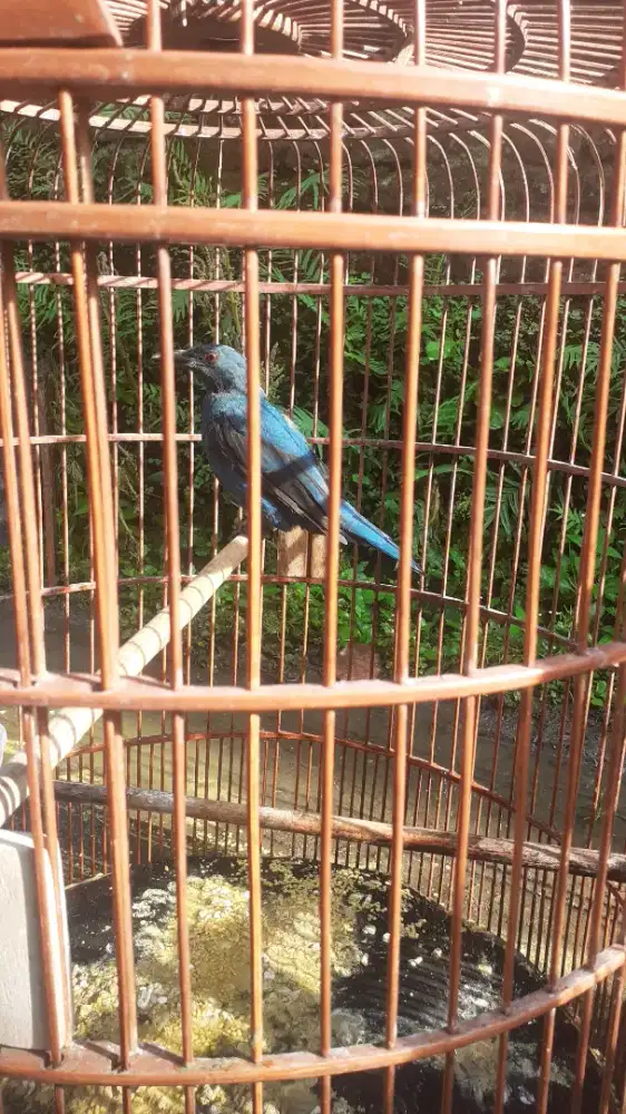 C. Biru Trotol jantan