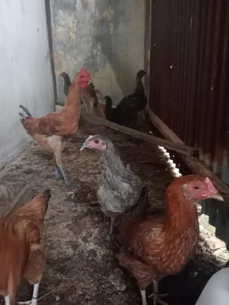 Ayam kampung betina dewasa