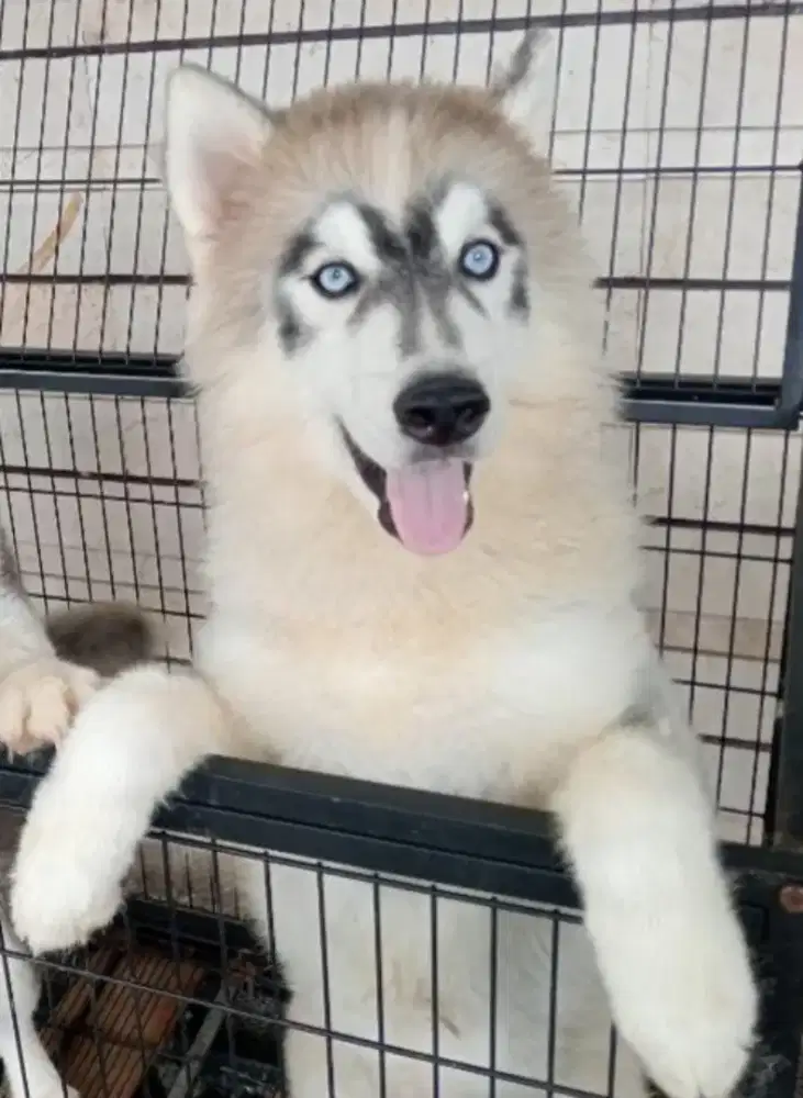 Jual Anjing Siberian Husky Jantan