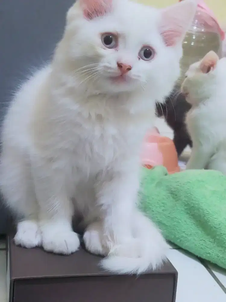 BSH Mix TURKIES SUPER GEMOY & CANTIK!